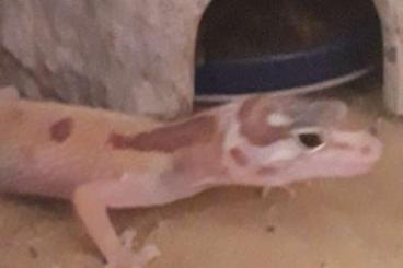 Geckos kaufen und verkaufen Foto: Leopardgecko Nachzucht 2022