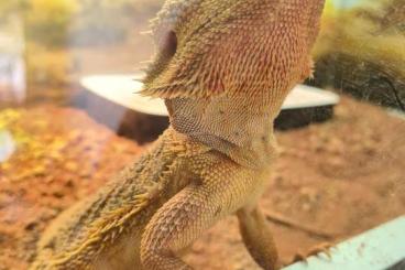 Bearded dragons kaufen und verkaufen Photo: Zwergbartagame männlich ca 4 Jahre alt