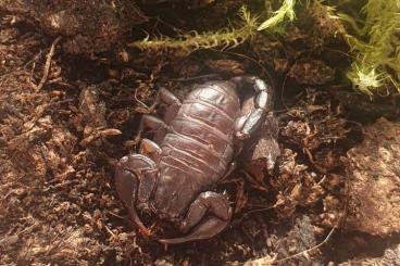 Spinnen und Skorpione kaufen und verkaufen Foto: Euscorpius italicus, Skorpione, europäisch,