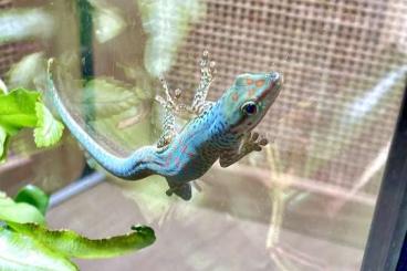 Geckos kaufen und verkaufen Photo: Phelsuma guttata - Taggecko Geckos kaufen und verkaufen Photo: Phelsuma guttata - Taggecko