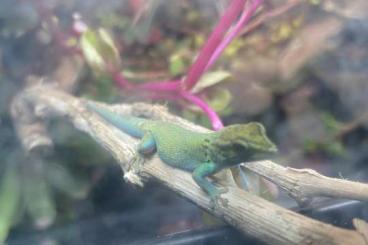 Geckos kaufen und verkaufen Foto: Lygodactylus williamsi 0.1 Geckos kaufen und verkaufen Foto: Lygodactylus williamsi 0.1