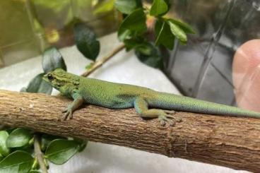 Geckos kaufen und verkaufen Photo: Lygodactylus williamsi 0.1 Geckos kaufen und verkaufen Photo: Lygodactylus williamsi 0.1