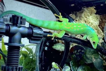Geckos kaufen und verkaufen Foto: Phelsuma pasteuri, Taggecko 