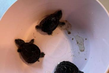 Schildkröten  kaufen und verkaufen Foto: Moschusschildkröten , Brut 2022 und älter.
