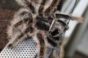 Vogelspinnen kaufen und verkaufen Foto: Zu Verschenken || Hobbyaufgabe 