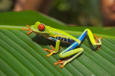 Frösche  kaufen und verkaufen Foto: Agalychnis callidryas - rotaugenlaubfrosch