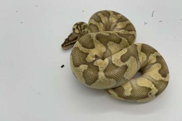 Schlangen kaufen und verkaufen Foto: 1.0 Pastel Enchi 100% het. Ghost