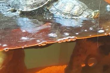 Schildkröten  kaufen und verkaufen Foto: 3 wasserschildkröten gelbwangen 