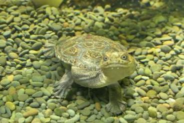 Sumpfschildkröten kaufen und verkaufen Foto: Chelodina Rugosa Schlangenhalsschildkröte 
