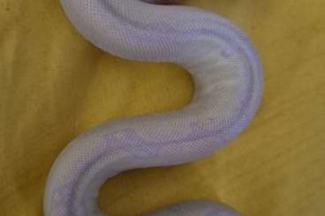 Boas kaufen und verkaufen Photo: Traumhafte Moonglow Jungle Boa (weiblich) Nachzucht 2025! Boas kaufen und verkaufen Photo: Traumhafte Moonglow Jungle Boa (weiblich) Nachzucht 2025!