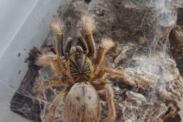 Spinnen und Skorpione kaufen und verkaufen Foto: weinstad houten oder Versand Spinnen und Skorpione kaufen und verkaufen Foto: weinstad houten oder Versand