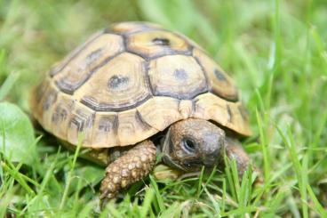 Landschildkröten kaufen und verkaufen Foto: Griechische Landschildkröten zu verkaufen