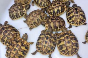 Schildkröten  kaufen und verkaufen Foto: Baby Hemann Hermanni Nc2021 available 