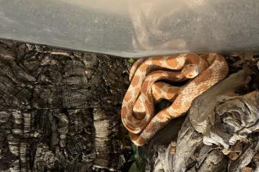 Snakes kaufen und verkaufen Photo: Verkaufe zwei Kornnattern