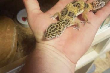 Geckos kaufen und verkaufen Photo: Gruppe Leopardgecko`s 2 Männer 1 Mädel 