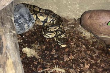 Ball Pythons kaufen und verkaufen Photo: Königspython mit Terrarium abzugeben!