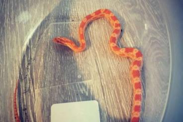 Snakes kaufen und verkaufen Photo: Zuhause gesucht für 4 kornnattern 