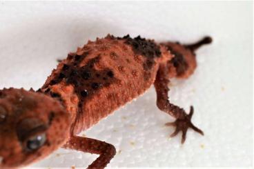 Geckos kaufen und verkaufen Foto: 1.1 Cinctus RTB (male proven female RTB)