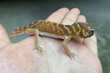 Geckos kaufen und verkaufen Foto: 0.1 nephrurus levis levis