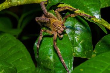 Spinnen und Skorpione kaufen und verkaufen Foto: Phoneutria nigriventer gesucht!