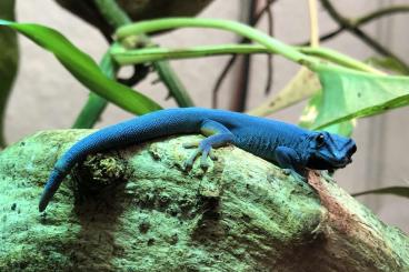 Geckos kaufen und verkaufen Foto: Lygodactylus Williamsi 1.0