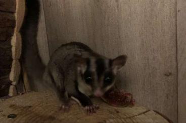 Exotische Säuger kaufen und verkaufen Foto: 4,0 Sugarglider suchen neues zu Hause 