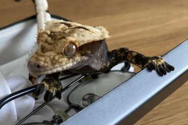 Geckos kaufen und verkaufen Foto: Kronengecko Männchen 1.0 von 15.06.20