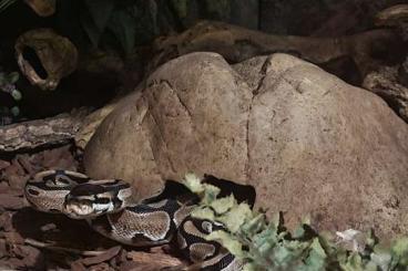 Ball Pythons kaufen und verkaufen Photo: Zwei Königspythons zu verkaufen mit Terrarium 