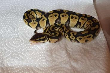 Ball Pythons kaufen und verkaufen Photo: 0.1 Pastell 100% Het. Axanthic VPI Albino