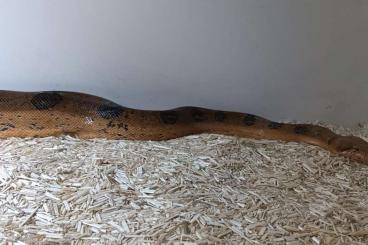 Boas kaufen und verkaufen Foto: Wegen Bestandsaufgabe abzugenen