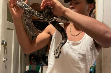 Boas kaufen und verkaufen Foto: Zwei nette 7-8 jährige Schlangen