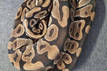 Ball Pythons kaufen und verkaufen Photo: Wegen Bestandsverkleinerung abzugeben Ball Pythons kaufen und verkaufen Photo: Wegen Bestandsverkleinerung abzugeben
