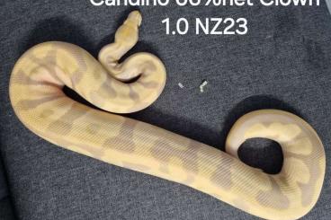 Pythons kaufen und verkaufen Foto: Suche Python brongersmai und Morelia azurea azurea Pythons kaufen und verkaufen Foto: Suche Python brongersmai und Morelia azurea azurea