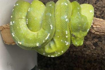 Schlangen kaufen und verkaufen Foto: Morelia Viridis Aru male 