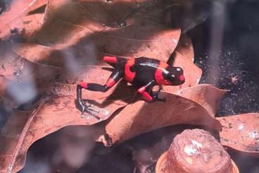 Poison dart frogs kaufen und verkaufen Photo: Oophaga lehmanni zur Abgabe Poison dart frogs kaufen und verkaufen Photo: Oophaga lehmanni zur Abgabe