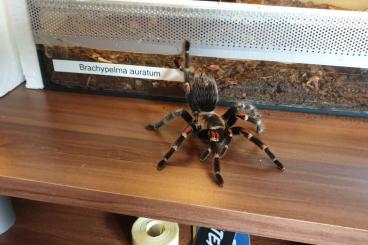Vogelspinnen kaufen und verkaufen Foto: Biete Brachypelma Auratum 0.1.0 Brachypelma Boehmei 0.1.0 Damon Diad Vogelspinnen kaufen und verkaufen Foto: Biete Brachypelma Auratum 0.1.0 Brachypelma Boehmei 0.1.0 Damon Diad