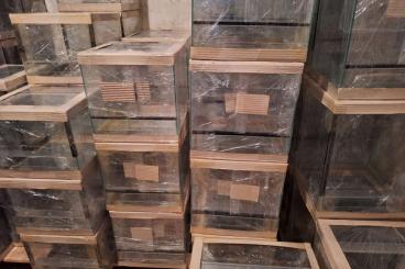 Enclosures kaufen und verkaufen Photo: Terrarienbau (alle Maße und Sondermaße möglich) Enclosures kaufen und verkaufen Photo: Terrarienbau (alle Maße und Sondermaße möglich)