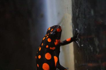 Poison dart frogs kaufen und verkaufen Photo: Searching for various for Hamm show March