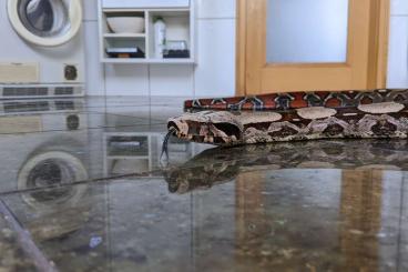 Boas kaufen und verkaufen Photo: Boa constrictor imperator von Stöckl