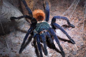 Vogelspinnen kaufen und verkaufen Foto: Tarantulas for sale (Chromatopelma,Poecilotheria,Tliltocatl...)