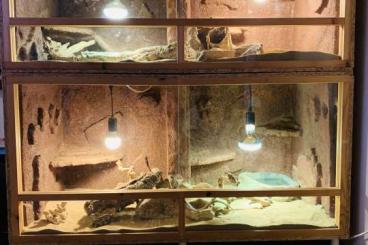 Bearded dragons kaufen und verkaufen Photo: Zwei Bartagamen und drei Terrarien zu verkaufen