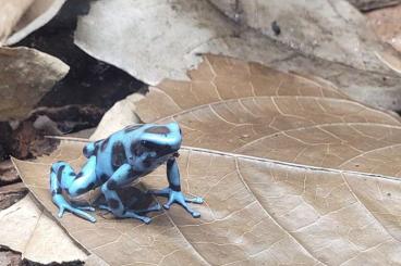 Poison dart frogs kaufen und verkaufen Photo: Suche El Cope Weibchen 0.1