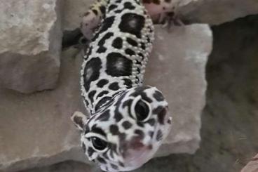 Geckos kaufen und verkaufen Foto: Leopardgeckos, 0,3, wildfarben, in erfahrene Hände abzugeben