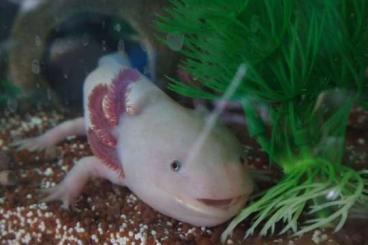 Molche kaufen und verkaufen Foto: Zwei Axolotl (m+w) suchen ein neues Zuhause