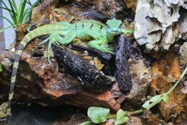 Lizards kaufen und verkaufen Photo: Männlicher Stirnlappenbasilisk 