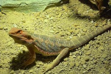 Bearded dragons kaufen und verkaufen Photo: Männliche Farbbartagame 2,4 Jahre alt