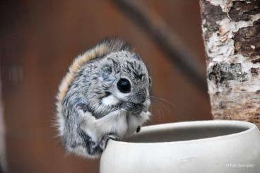 Exotische Säuger kaufen und verkaufen Foto: Siberian Flying Squirrel (pteromys volans)