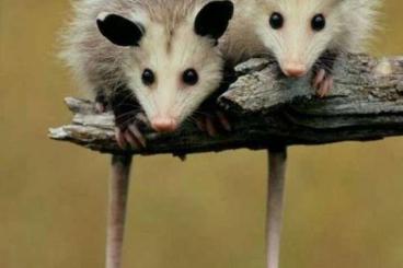 Exotic mammals kaufen und verkaufen Photo: Searching: Vigninian opossum (didelphis virginiana)