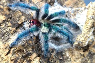- bird spiders kaufen und verkaufen Photo: Male: Terraplaza Budapest