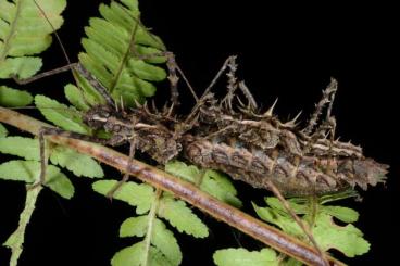 Insects kaufen und verkaufen Photo: Verschiedene Phasmiden gesucht